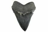 Serrated, Fossil Megalodon Tooth - Massive River Meg #352191-2